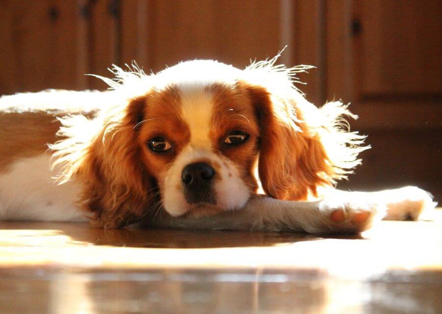 Cavalier king charles spaniel leży w słońcu