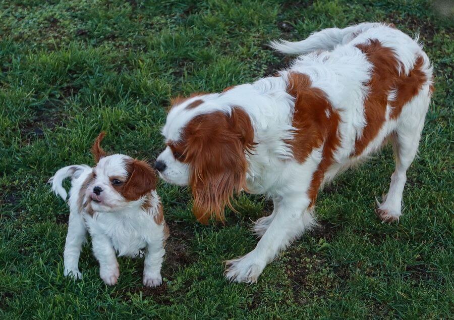 Cavalier king charles spaniel dorosły ze szczeniakiem