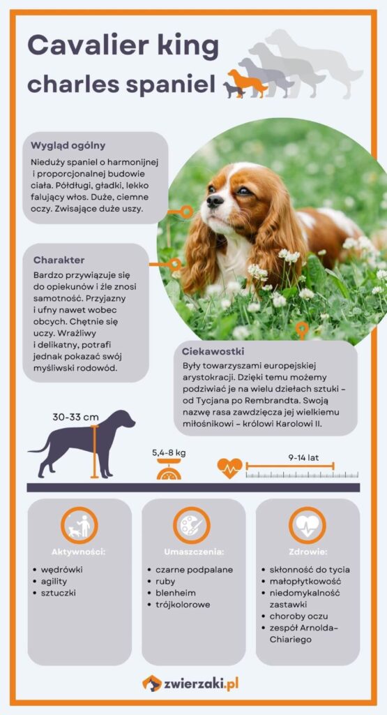 Cavalier king charles spaniel infografika