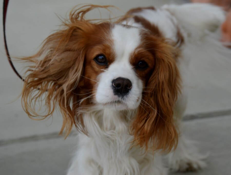 Cavalier king charles spaniel  patrzy w obiektyw