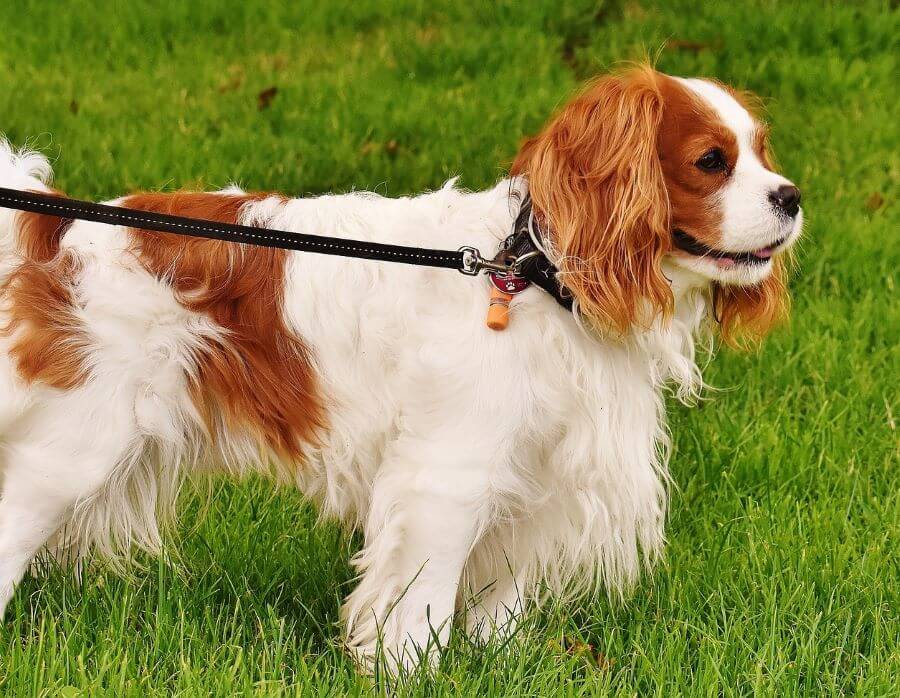 Cavalier king charles spaniel na smyczy