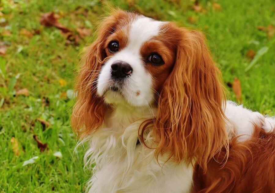 Cavalier king charles spaniel siedzi na trawniku