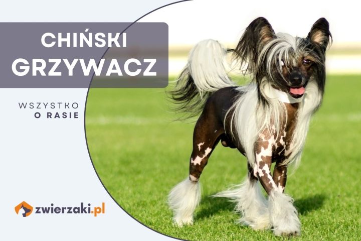 chiński grzywacz