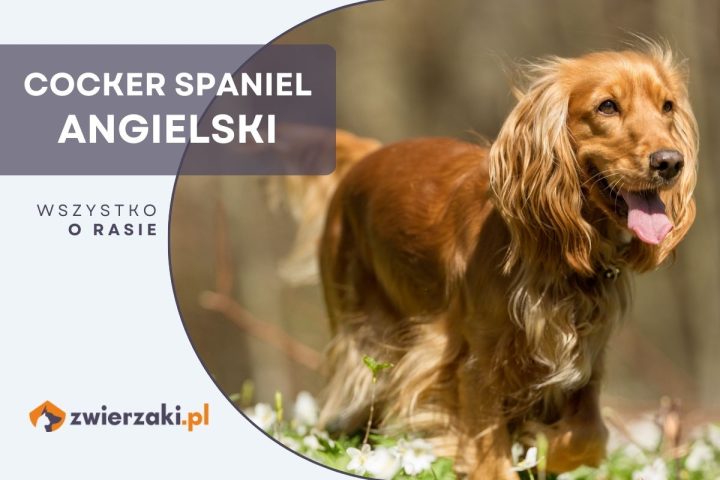 cocker spaniel angielski