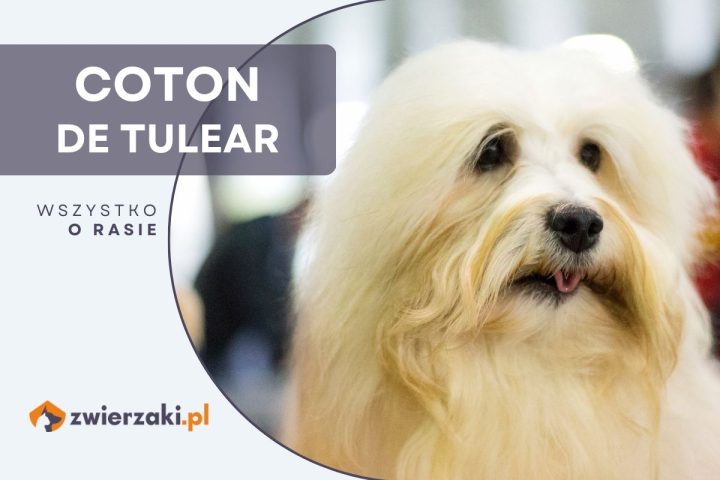 coton de tulear