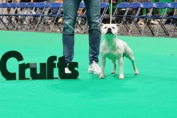 Crufts 2023