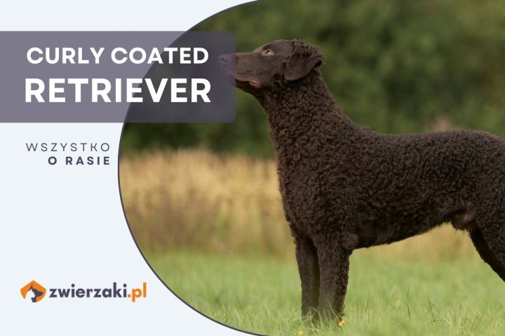 curly coated retriever