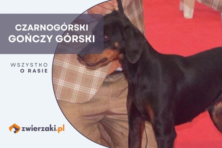 czarnogórski gończy górski