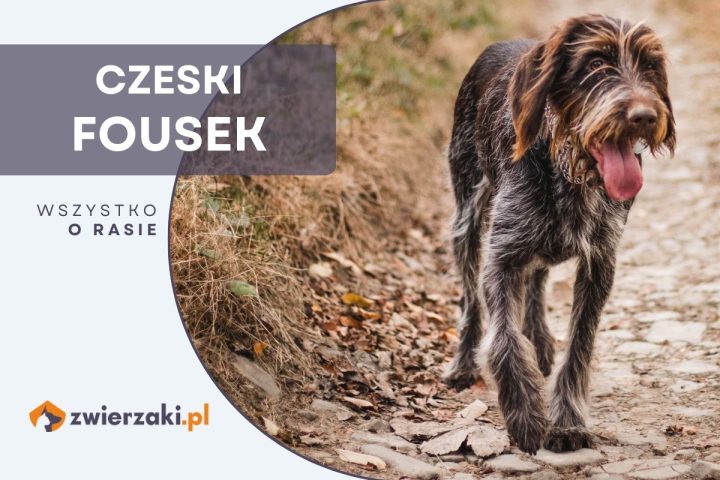 czeski fousek