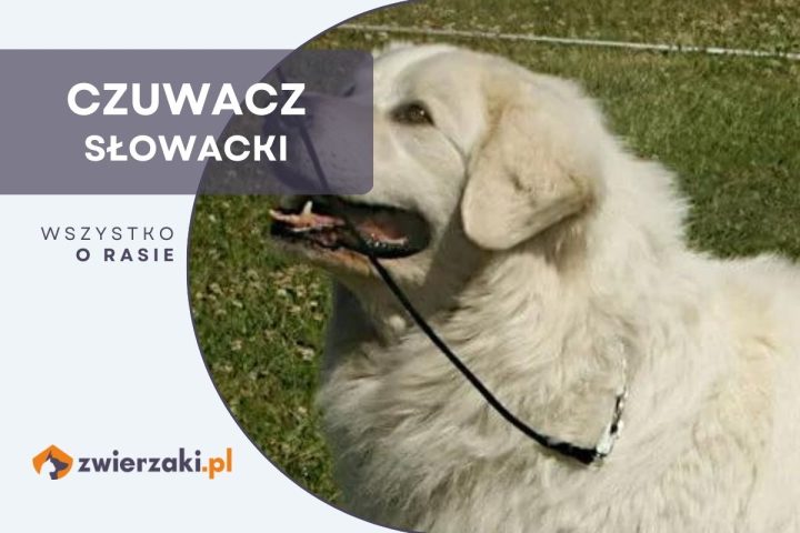 czuwacz słowacki