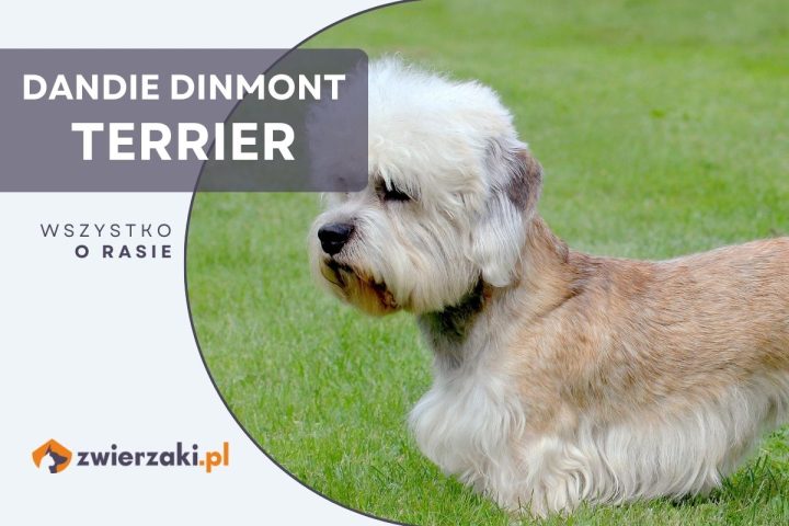 dandie dinmont terrier