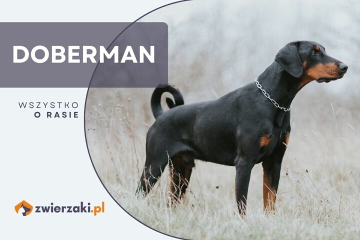 doberman