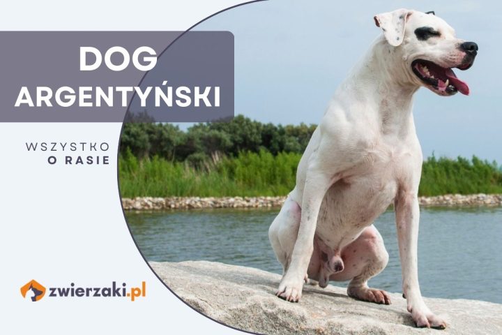 dog argentyński