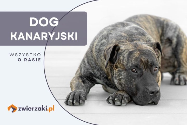 dog kanaryjski