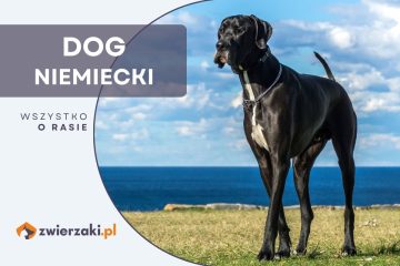 dog niemiecki