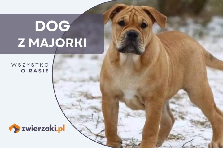 dog z majorki