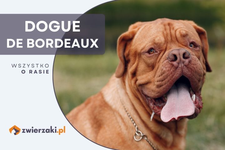 dogue de bordeaux