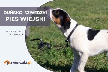 duńsko-szwedzki pies wiejski