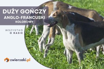 duży gończy anglo-francuski kolorowy