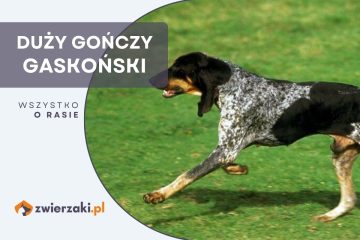 duży gończy gaskoński