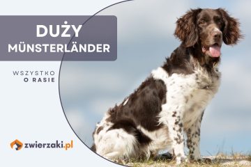 duży munsterlander