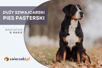 duży szwajcarski pies pasterski