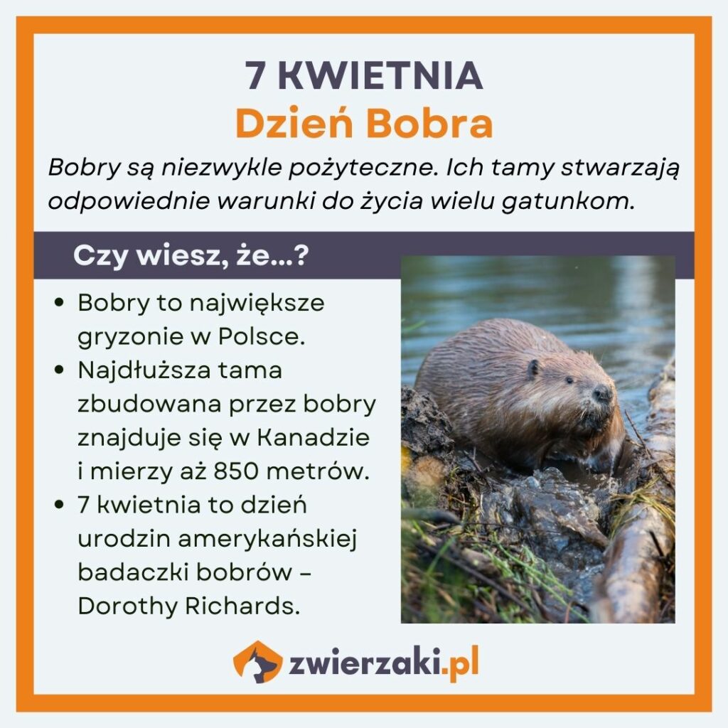 Dzień Bobra infografika