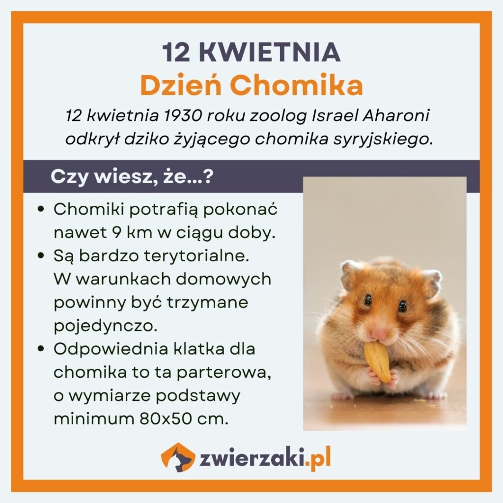 Dzień Chomika - infografika