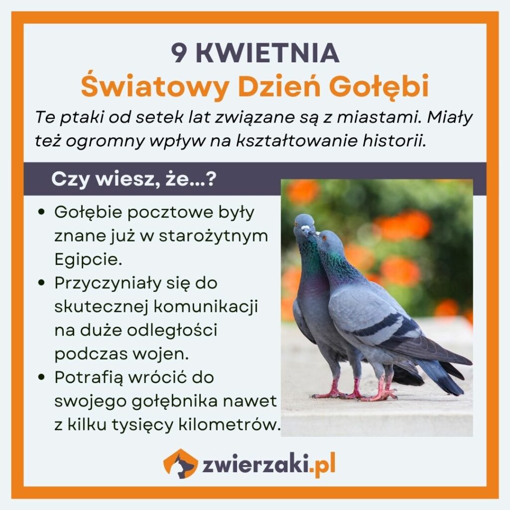 Światowy Dzień Gołębi - infografika