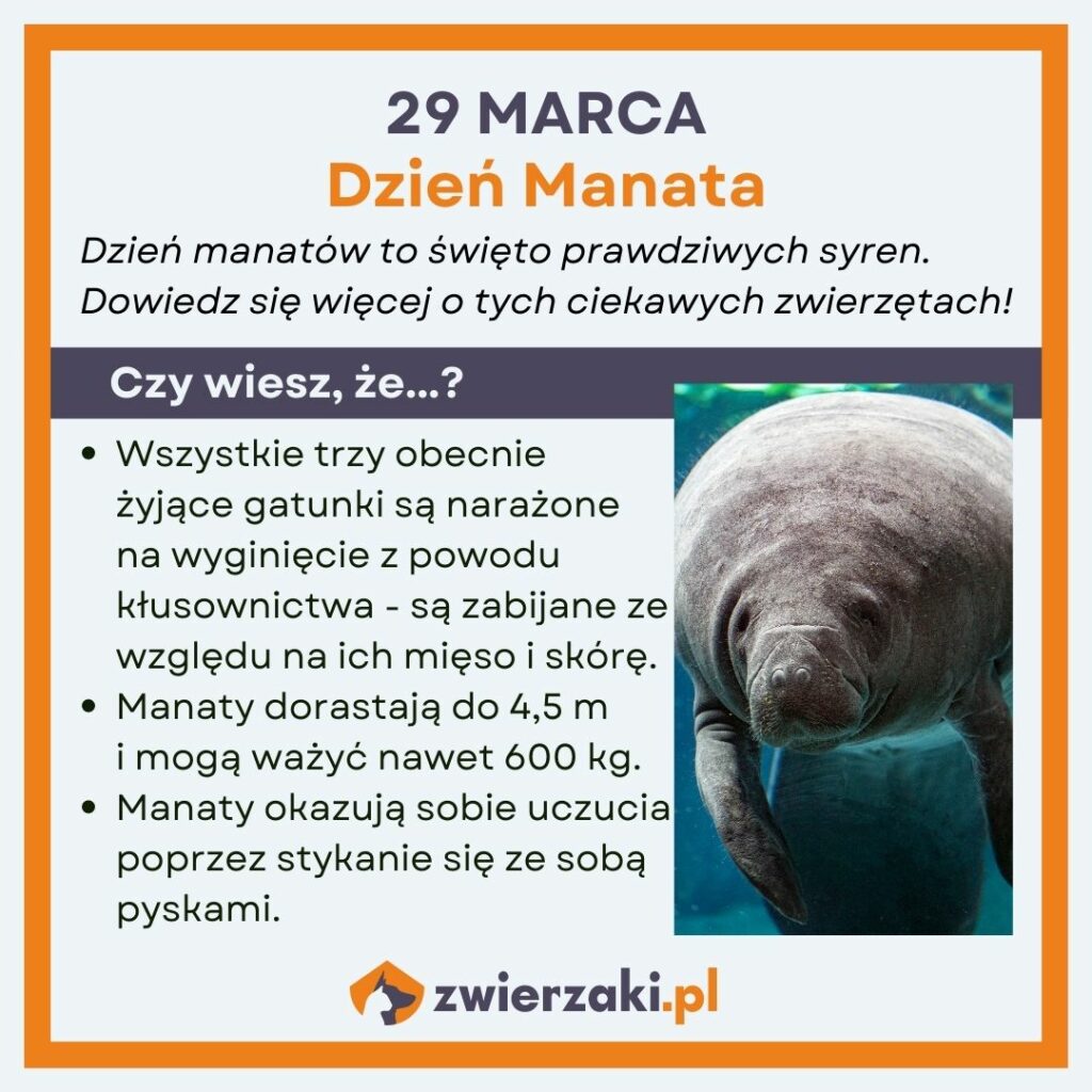 Dzień Manata infografika