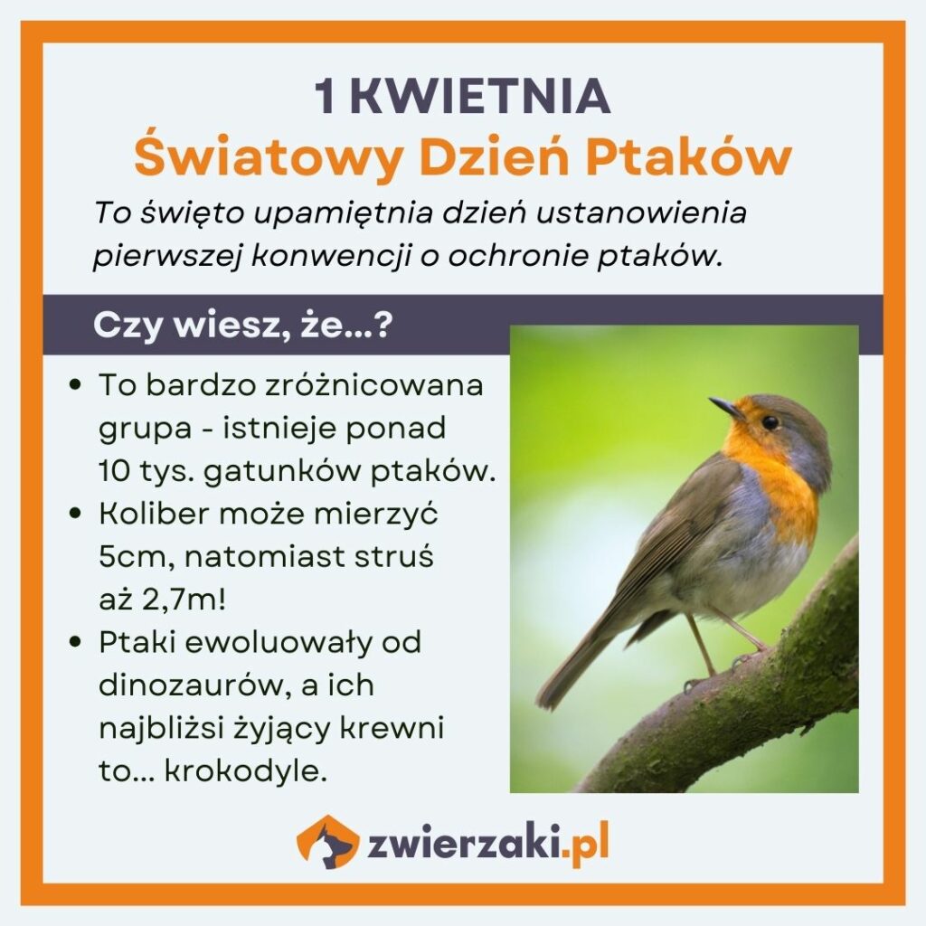 Dzień Ptaków infografika