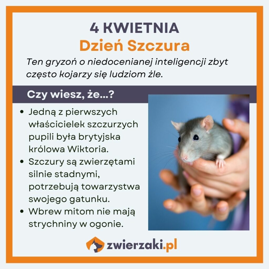 Dzień Szczura infografika