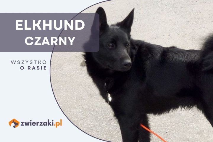 elkhund czarny