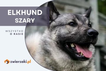 elkhund szary