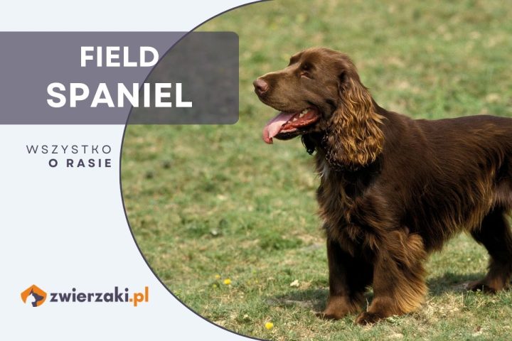 field spaniel