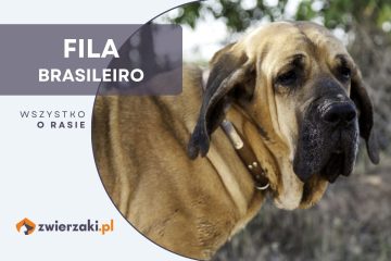 fila brasileiro