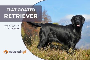 flat coated retriever