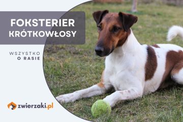 foksterier krótkowłosy