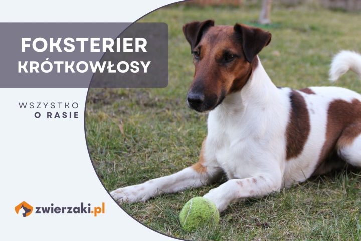 foksterier krótkowłosy