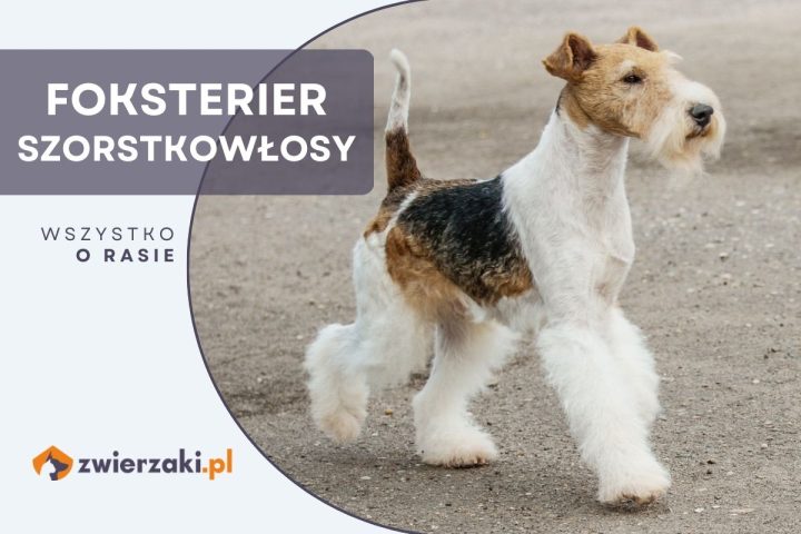 foksterier szorstkowłosy