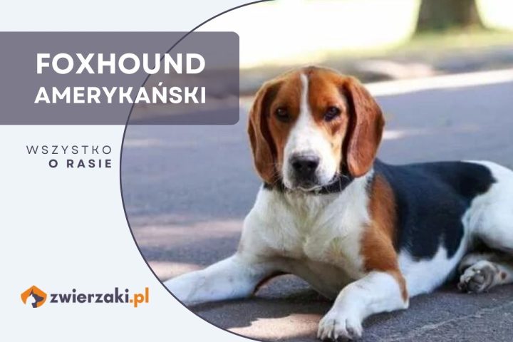 foxhound amerykański