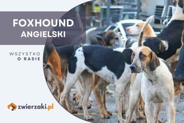 foxhound angielski