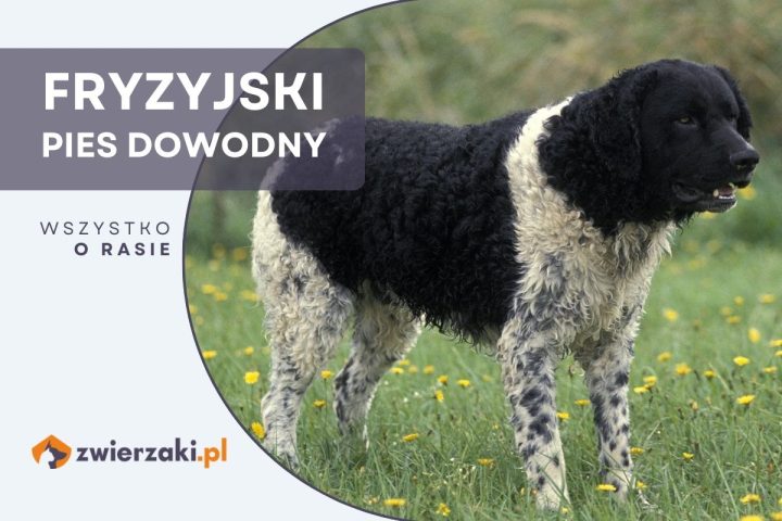 fryzyjski pies dowodny