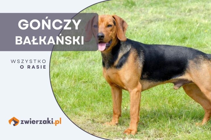 gończy bałkański