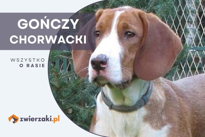 gończy chorwacki