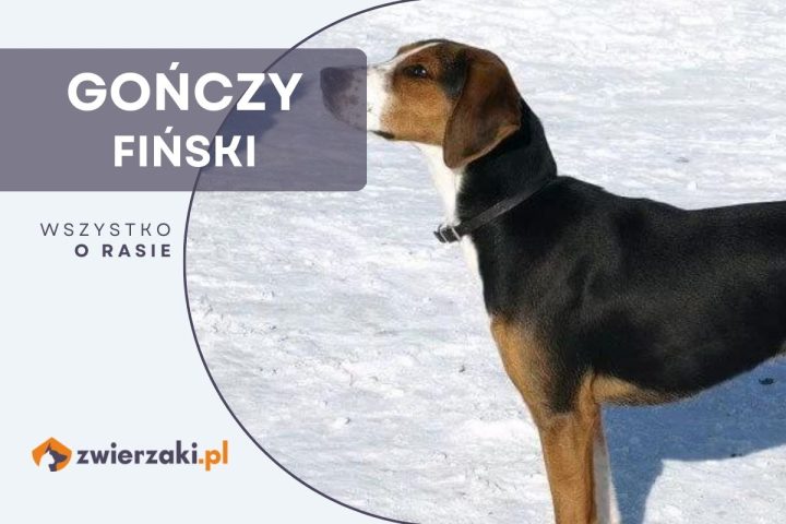 gończy fiński