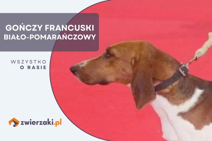 gończy francuski biało-pomarańczowy