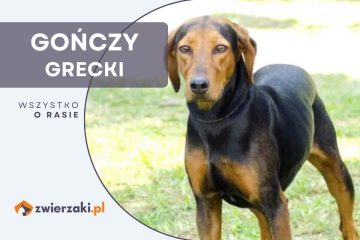 gończy grecki