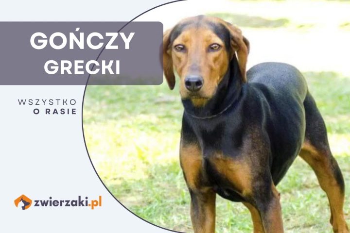 gończy grecki