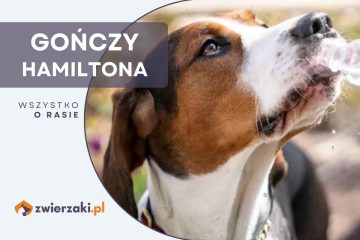 gończy hamiltona